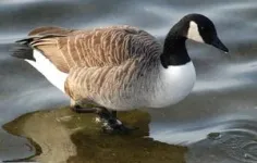 Geese ‘keep calm and carry on’ after deaths in the flock 2