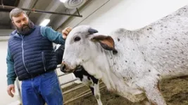 Gene-edited calf may reduce reliance on antimicrobials against cattle disease 2