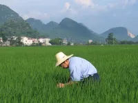 Gene editing technique highlighted as possible ‘savior’ for climate change threatened rice crops