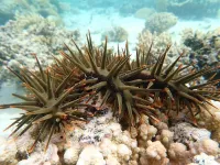 Gene expression of a tropical starfish fluctuates between the seasons