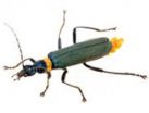 Gene find turns soldier beetle defence into biotech opportunity