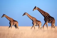 Gene flow in giraffes and what it means for their conservation 2