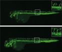 Gene knockout: Loss of a gene can be compensated by another gene