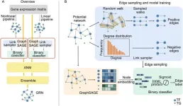 Gene regulatory network inference based on causal discovery integrating with graph neural network