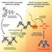 Gene silencing instructions acquired through molecular memory tags on chromatin