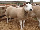 Gene study shows how sheep first separated from goats