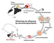 Generation of rat offspring from ovarian oocytes by Cross-species transplantation