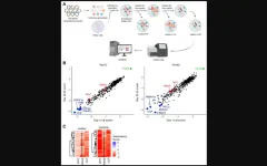 Genes & Cancer | VCP/p97 as a therapeutic target in KRAS-mutant pancreatic cancer