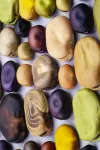 Genes in beans! Bean genome sequenced for improved nutrition 2