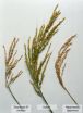 Genes render some rice species sterile