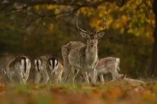 Genetic analysis and archaeological insight combine to reveal the ancient origins of the fallow deer
