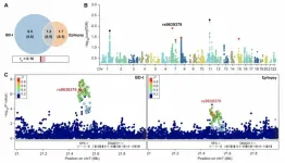 Genetic link between bipolar disorder and epilepsy unveiled in groundbreaking study