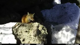 Genetic rescue for rare red foxes?