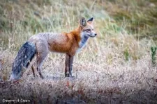 Genetic rescue for rare red foxes? 3