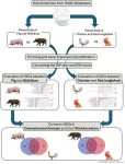 Genetic signatures of domestication identified in pigs, chickens