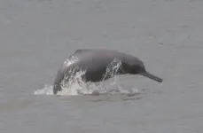 Genetic sleuthing reveals endangered river dolphins in Asia as different species