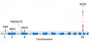 Genetic study of Lewy body dementia supports ties to Alzheimers and Parkinsons diseases