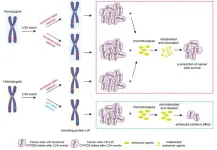 Genetic variation enhances cancer drug sensitivity