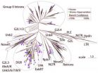 Genetic variation in human gut viruses could be raw material for inner evolution