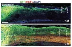 Genetically modified neural stem cells developed by CityU and HKUMed researchers show promising therapeutic potential for spinal cord injury 2