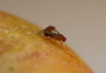 Genetics of attraction: mate choice in fruit flies