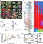 Genome assembly and resequencing analyses provide new insights into the evolution, domestication and ornamental traits of crape myrtle