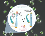 Genome scalpel invented for industrial microalgae to efficiently turn CO<sub>2</sub> into biofuel