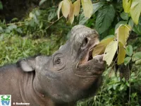 Genome sequencing delivers hope and warning for the survival of the Sumatran rhinoceros