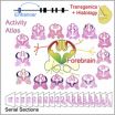 Genome-wide atlas of gene enhancers in the brain online