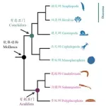 Genomes of enigmatic tusk shells provide new insights into early Molluscan evolution 2