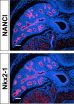 Genomic dark matter of embryonic lungs controls proper development of airways