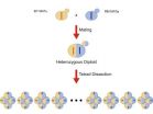 Genomic detectives crack the case of the missing heritability