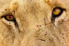 Genomic study identifies human, animal hair in ‘man-eater’ lions’ teeth