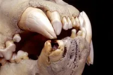 Genomic study identifies human, animal hair in ‘man-eater’ lions’ teeth 3