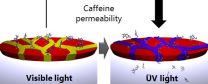 Gentle caffeine boost for premature babies 3