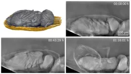 Gentle x-ray imaging of small living specimens