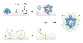 Get a load of ZIF! Better delivery of cancer immunotherapy