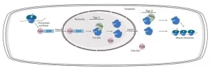 Getting protein factories to run – How deubiquitinating enzymes moonlight as Fubi proteases