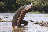 Giant Amazon fish becoming extinct in many fishing communities, saved in others