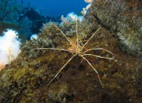 Giant Antarctic sea spiders reproductive mystery solved by UH researchers