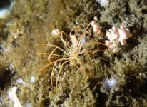 Giant Antarctic sea spiders reproductive mystery solved by UH researchers 2