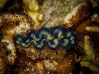 Giant clam declared critically endangered after the latest assessment