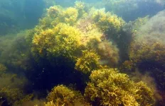 Giant clone of seaweed in the Baltic Sea