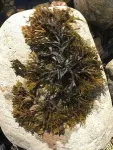 Giant clone of seaweed in the Baltic Sea 2