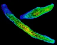 Giant proteins in a giant cell: Molecular basis behind fastest biological movement of single-celled eukaryotes