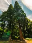 Giant sequoias are a rapidly growing feature of the UK landscape 2