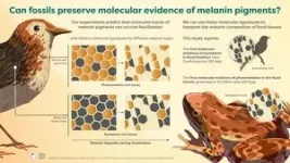 Ginger pigment molecules found in fossil frogs 2