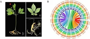 Ginsengs full genome sequenced: unraveling the roots of a medicinal marvel