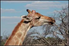 Giraffes really struggle with slopes