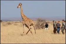 Giraffes really struggle with slopes 2